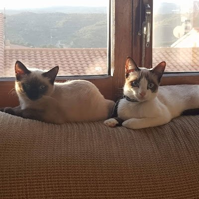 MeseguerIv52305's profile picture. 