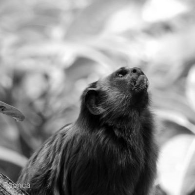 Médico Veterinara - Fauna silvestre 🐵🐯🦆🐍. Emprendedora de Umakiwetienda 🌱♻️🍃