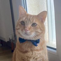 Cat that relates We Happy (@catsinworlds) 's Twitter Profile