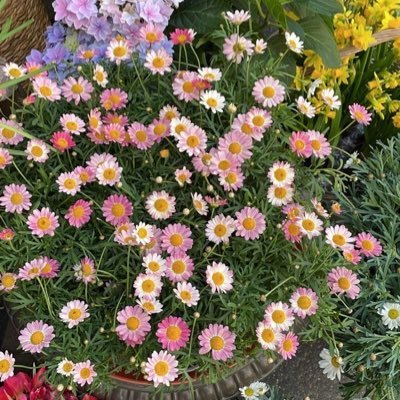 dbap_08's profile picture. 