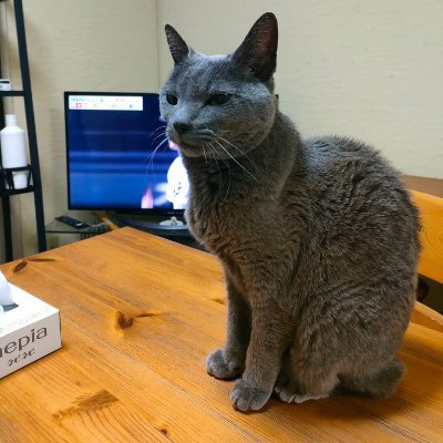 regrdtfhg's profile picture. ラーメンがなければ人生もありません 😋
猫大好き😻
無言フォローごめんなさい