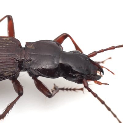 droferonialoe's profile picture. ゴミムシの分類