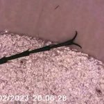 brylinveteran's profile picture. i like bugs and critters. shout out to all my three oh nine shooters! i’m schizophrenic and i have a gun.