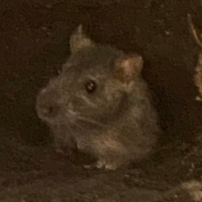 kirorokang101's profile picture. 🚼🚼