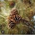 Ponderosa pine (@Meerkatwonder) Twitter profile photo