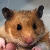 🐹ハムハム探検隊🐹(@AzL0EBJLfuwmbzM) 's Twitter Profile Photo