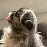 john dow (@shadowdowjohn) 's Twitter Profile