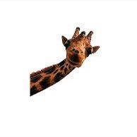 LaughingGiraffy's profile picture. 