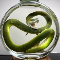 Schlange (@doctorauge) 's Twitter Profile Photo