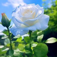 Alhegye Marem. (@alhagey23401) 's Twitter Profile Photo