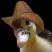 qwak (@qwakiie) 's Twitter Profile