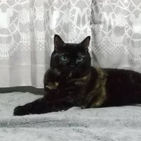 さびねこ(@reiko179) 's Twitter Profile Photo