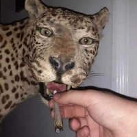 systzk.eth (@strange5645) 's Twitter Profile