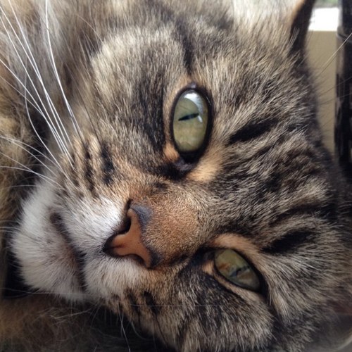 KatieLumsdenNZ's profile picture. I am a bibliophile, an ailurophile and I am dyslexic.