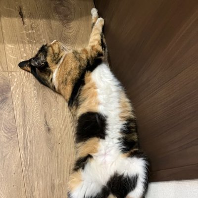 猫が大好き過ぎて辛いです。
みんなの可愛い猫をたくさんみたいです。
無言フォロー失礼いたします。
#猫　#猫好き