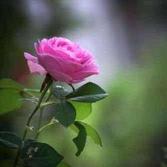 Bharat_2023's profile picture.