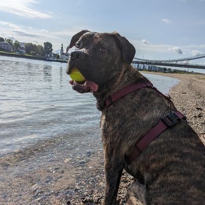 Ich bin ELLY ein CaneCorso - Schäferhund Mix ,bin am 17.06.2022 in Köln geboren ❤️
Elly hat HD Endstufe,sie hat eine Spendenkampagne 🙏🍀. Bitte macht alle mit!