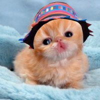 Orange Cat 🐱(@krazy_oc) 's Twitter Profile Photo