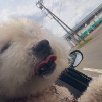๐คณใคใณใซใกใฎayu๐ฟโ๏ธ (@inkm_a) 's Twitter Profile Photo ๐คณใคใณใซใกใฎayu๐ฟโ๏ธ (@inkm_a) 's Twitter Profile Photo