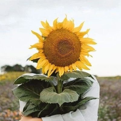 No 1 #sunflower Twitter of IG
🔔Daily #sunflower Pic & Videos
💕Follow us for more content