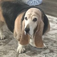 Dawn (@dawn79584745195) 's Twitter Profile
