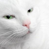 猫猫ね～こ (@kl4cnzofhf64250) Twitter profile photo