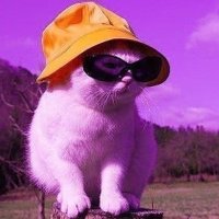 🐬 (@halwyat_1) 's Twitter Profile