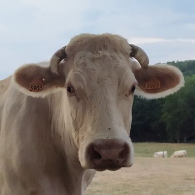 CarleCheChe's profile picture. 