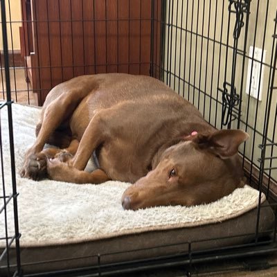 peedrawers13's profile picture. mewtwo/sheik main