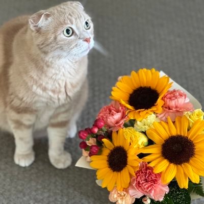 2023.9.1に姉(38歳)がトリプルネガティブ乳がん(左2.5cm/ステⅡ/転移無/ki67:44%)の診断を受けました。姉は関西で治療中です。同じ病気で戦っている方と情報交換がしたく、アカウントを作成しました。妹(関東在住)が運用しています。無言フォロー、お許しください🙇♀️💦いいねは応援と共感です🕊📣