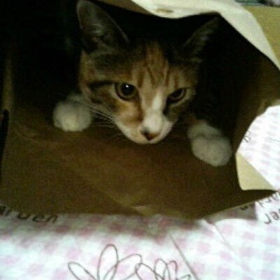 東京ヤクルトスワローズとフェニックス・サンズを30年以上応援している、畠山、アマレ世代の山形在住おじさん。TM NETWORK、チェッカーズ、とんねるず、いしのようこさんが好き。無言フォロー失礼します。基本フォロバします。趣味は散歩。#SunsUp #ItTakesEverything #NBA #swallows