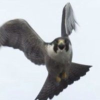 العود الأزرق (@saadaz32885) 's Twitter Profile