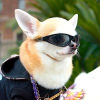 Polar (@magpolar) 's Twitter Profile