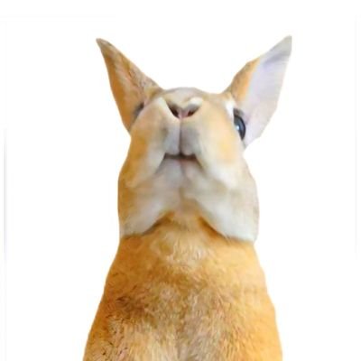 保護うさぎ達と暮らしています😊❤️
🐰おはぎ♀🐰お月様組🌕️
🐰きなこ♀🐰
🐰みたらし♀🐰
🐰おもち♂🐰お月様組🌕️
🐰だいふく♀🐰
🐰もなか♂🐰