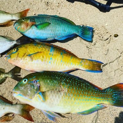 ishigaki_angler's profile picture. 石垣島でフカセをメインで釣りをしています。釣り歴は長いですがフカセは初めて半年の超初心者です‼︎綺麗な海で癒されながら釣りをしています。よろしくお願いします。