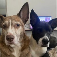 Mrs. Pullom (@calandresms) 's Twitter Profile Photo Mrs. Pullom (@calandresms) 's Twitter Profile Photo