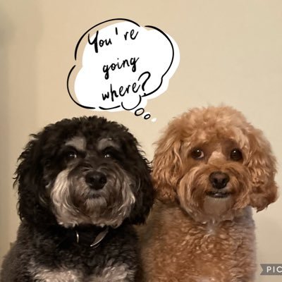 Cockapoo sisters two years apart. Totally bonded.    We love 💕 all dog friends and all dog fun.