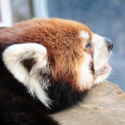 いきもの好きが集まる推し活・ZOO活サイト「あにまっぷ」公式アカウント🐼🍎動物園・水族館巡りの記録を可視化／全国385施設を網羅／推しのあの子のデータを検索 #動物好きな人と繋がりたい #動物園巡り #動物好き