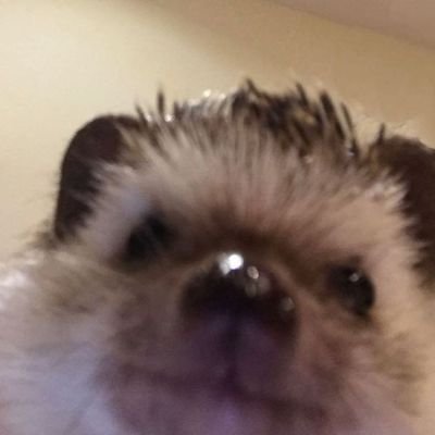 Saintbunny7's profile picture. Sun | 20↑ | TH/EN 🤏