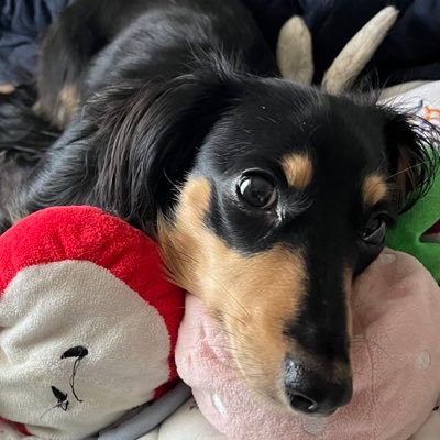 wankoharu23's profile picture. カニンヘンダックス4歳半のベル♀外ではシャイな子、家では超お転婆🐶 ダンナは「うちの娘」と呼んでます。無言フォロー、お許しください🙏儲かりますよなお話、全く興味なし、即ブロックします。