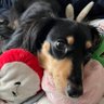 wankoharu23's profile picture. カニンヘンダックス4歳半のベル♀外ではシャイな子、家では超お転婆🐶 ダンナは「うちの娘」と呼んでます。無言フォロー、お許しください🙏儲かりますよなお話、全く興味なし、即ブロックします。