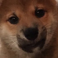 わらび（犬） (@krrrrr211) 's Twitter Profile
