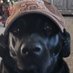 BlueDawg44067 (@r_mauser20623) Twitter profile photo BlueDawg44067 (@r_mauser20623) Twitter profile photo