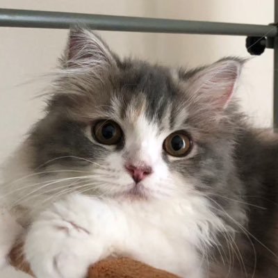 ★すもも(愛称:ももちゃん)♀ ・誕生日 2023.03.24 ・猫種 ラガマフィン ・カラー ダイリュートキャリコ(パステル三毛)