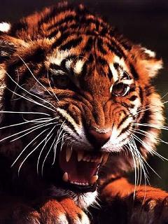 d_masalsky's profile picture. # followback