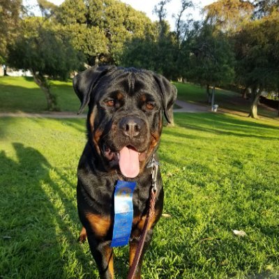 RottytomM's profile picture. 