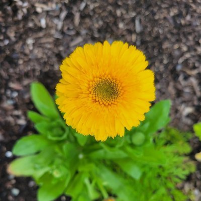 ru_beep's profile picture. 👩‍💻  Developer
🐈  Cat parent
🔥  Glassblower
♟️  Strategy board gamer
🌱  Cultivator of apartment jungle


She/her • Black lives matter