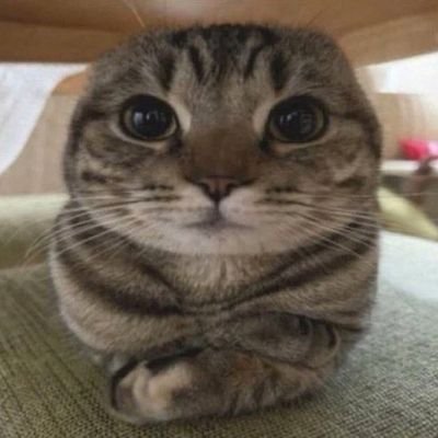 thabrincando's profile picture. brienne of tarth and jaime lannister's daughter