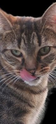 kekcekca's profile picture. wokisme def : liberté, égalité, fraternité