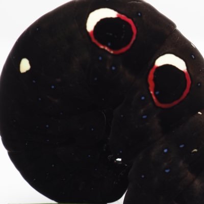 hiro( ¨̮⋆)さんのプロフィール画像